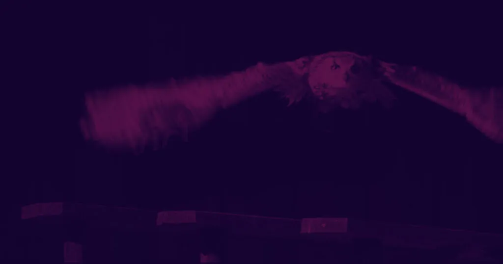 Imagem de uma coruja, símbolo da tsk.digital