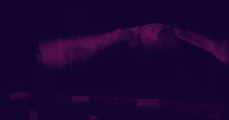 Imagem de uma coruja, símbolo da tsk.digital